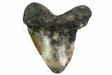 Fossil Megalodon Tooth - Pathological Tooth #168960-1